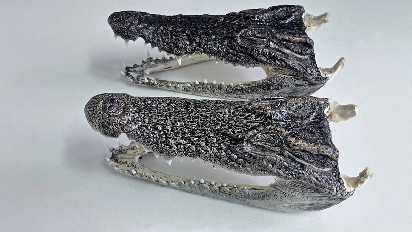 Россиянин попытался провезти две головы крокодилов. Зачем они ему