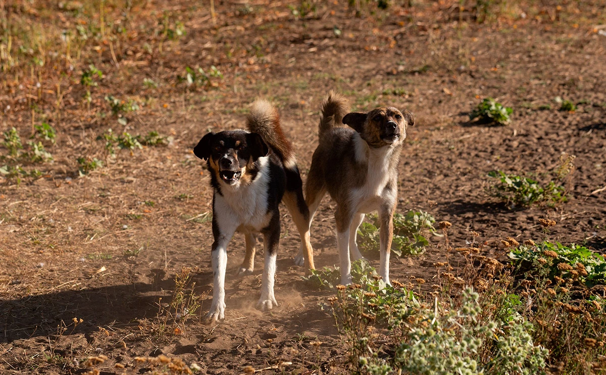 Piotr Velixar / Shutterstock