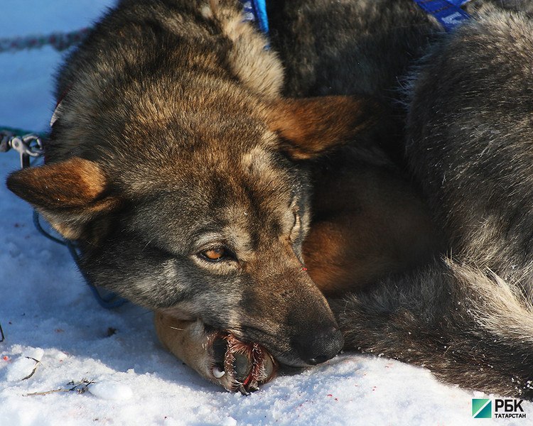 Фото: РБК Татарстан