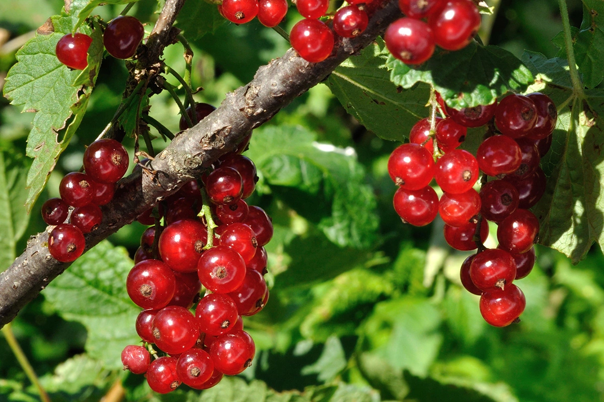 Красная, белая и черная смородина обычно неприхотливы в уходе, но иногда могут страдать от заболеваний