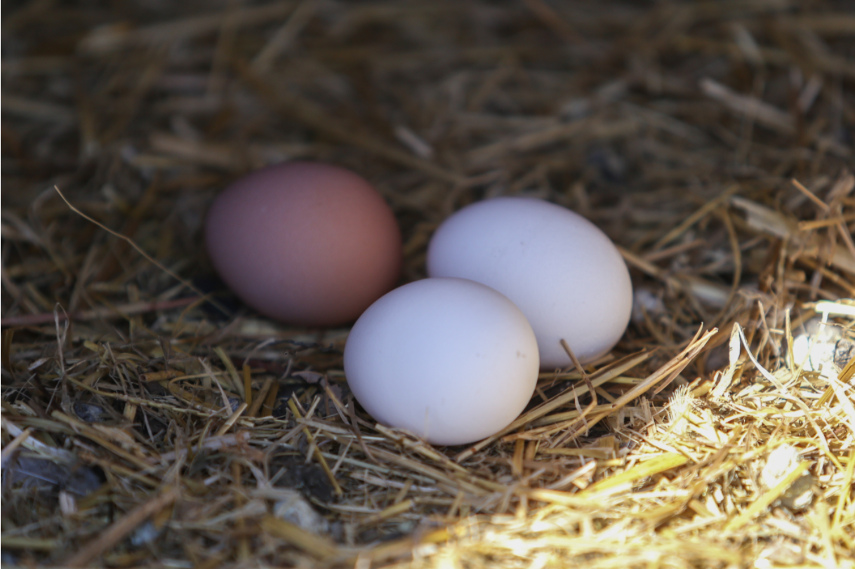 90 дней с территории птицефабрики и из поселка Боровский будет нельзя вывозить яйца и птицу
