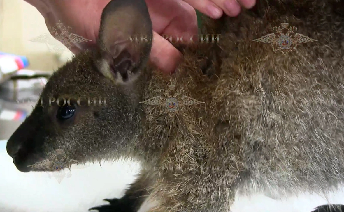 IrinaVolk_MVD / Telegram