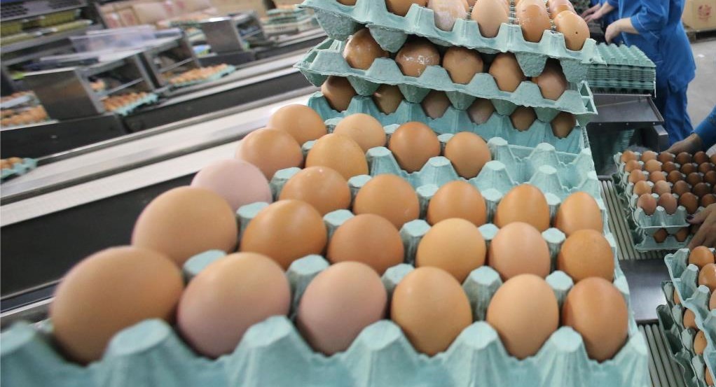 Экологичную тару для яиц будут производить в Нижегородской области