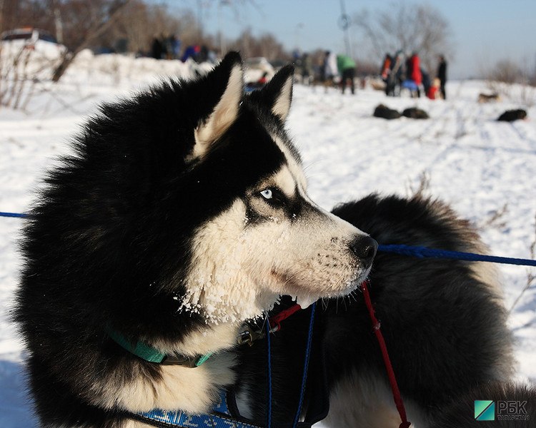 Фарид Мухаметшин: «Мы не ставим задачу уничтожать собак»