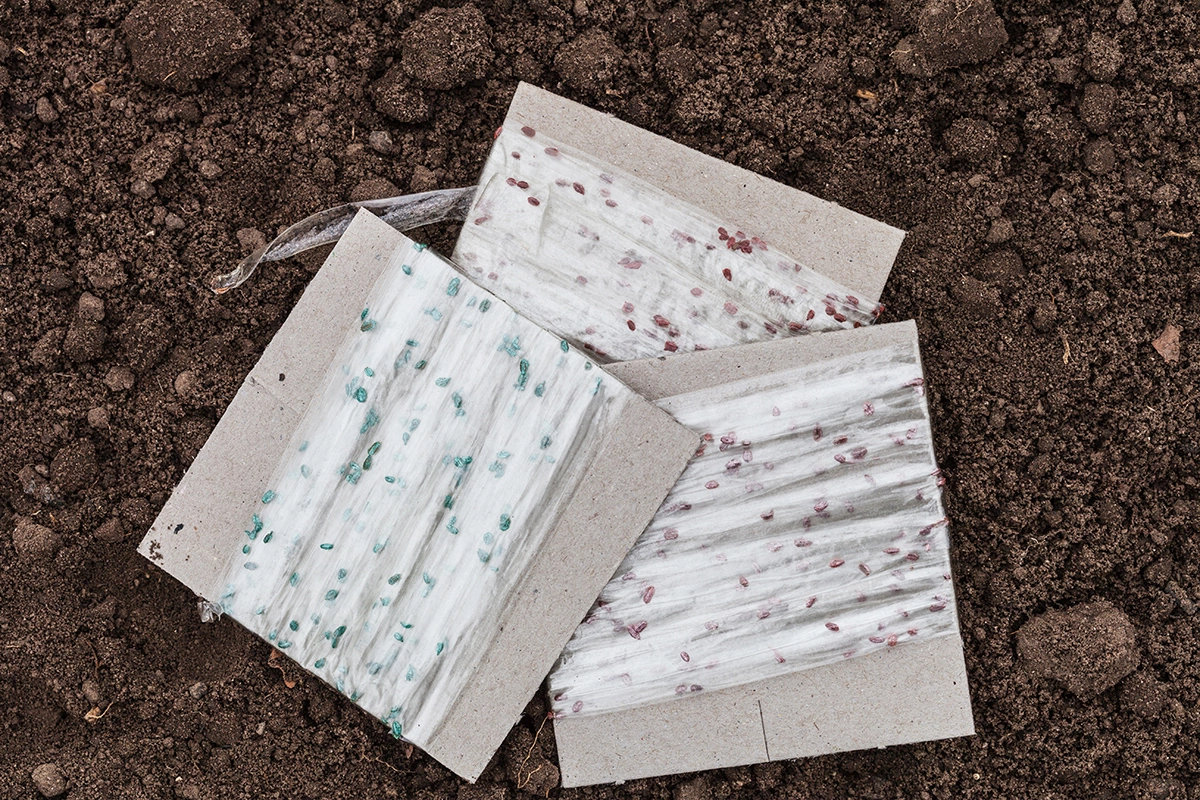 Семена прорастают при температуре +4…+6 °C