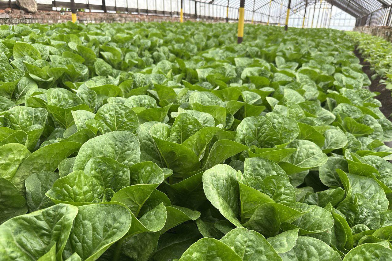 Мини романо&nbsp;на ферме Superfoodfarm