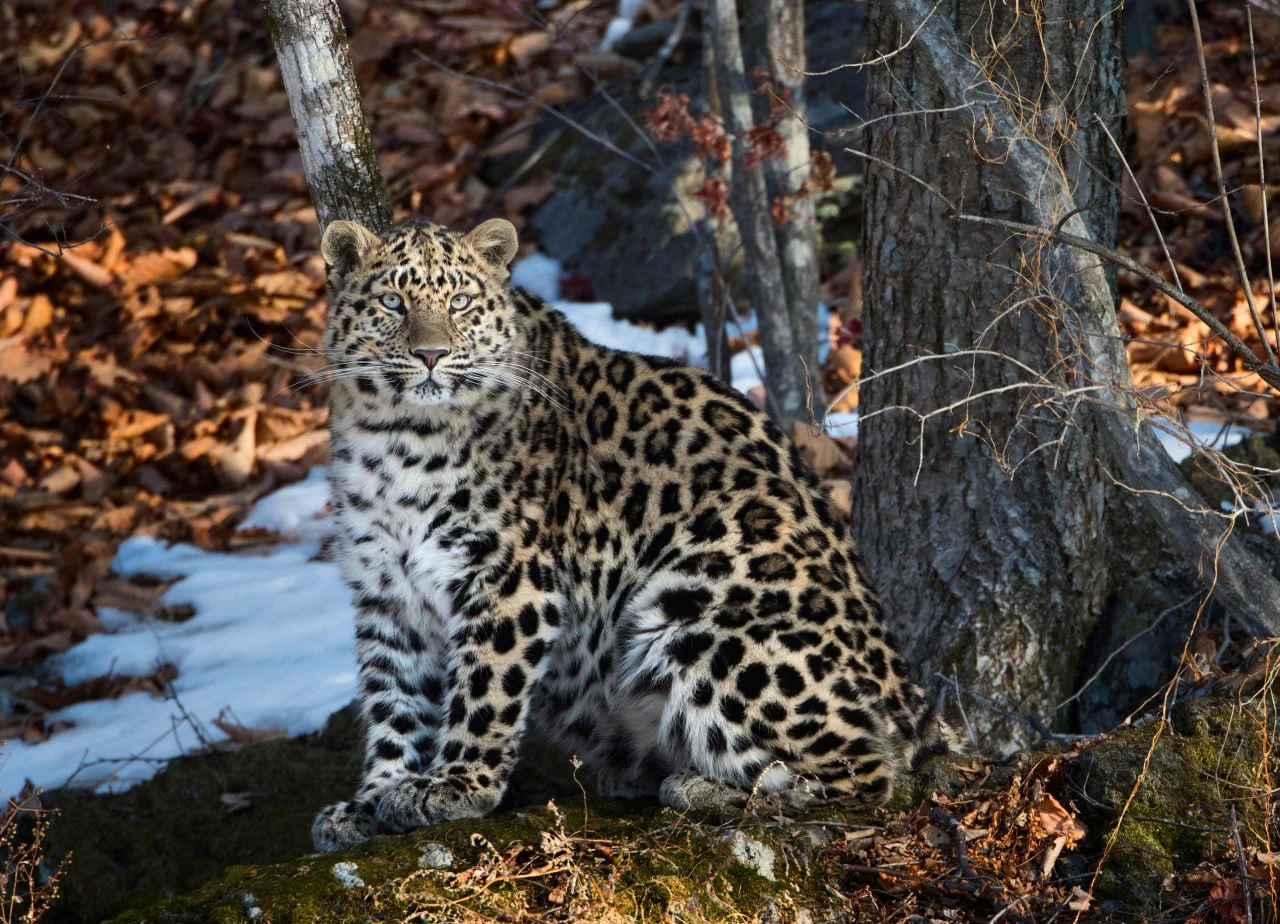 ФГБУ «Земля леопарда»