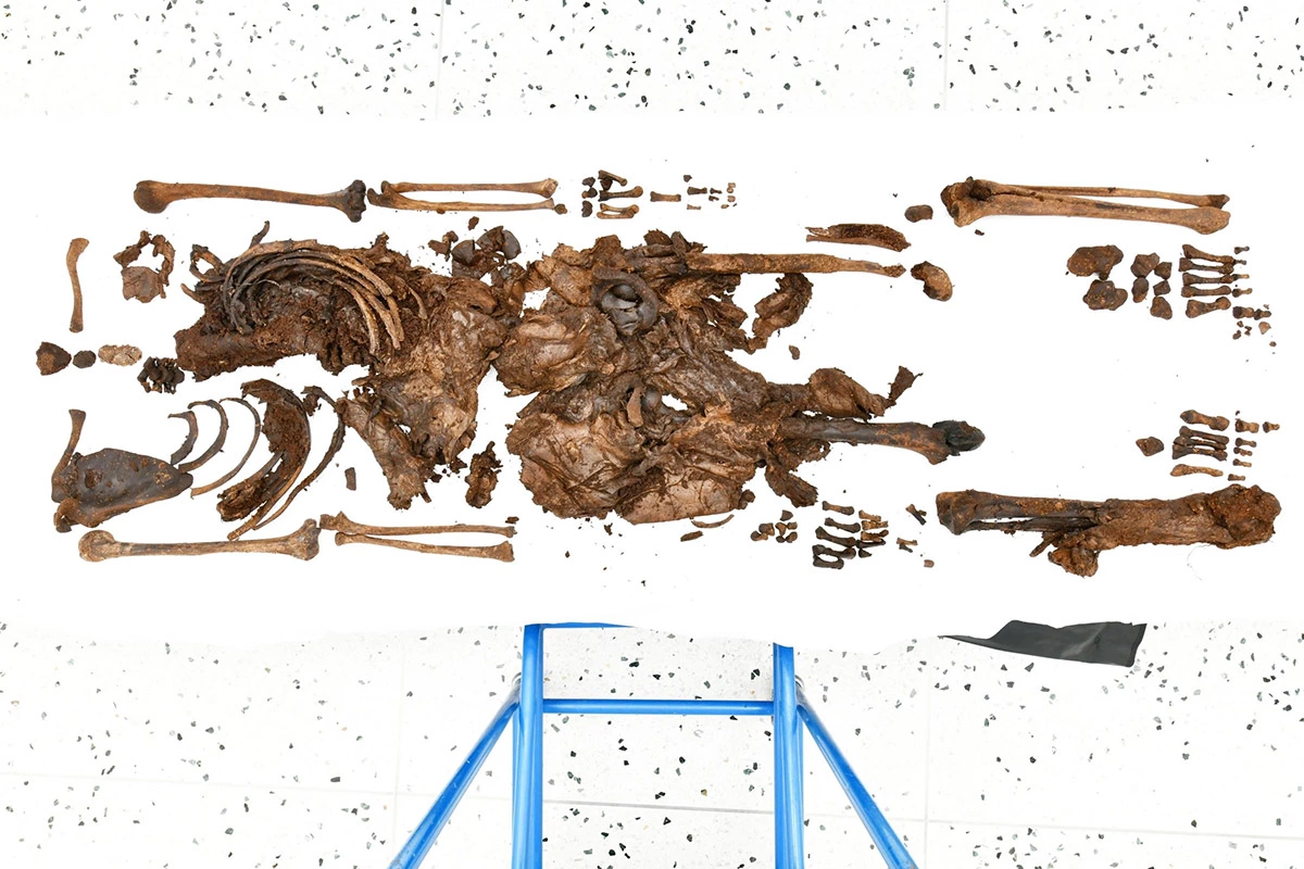 <p>Останки человека, умершего примерно в&nbsp;500 годах&nbsp;до н.э.</p>