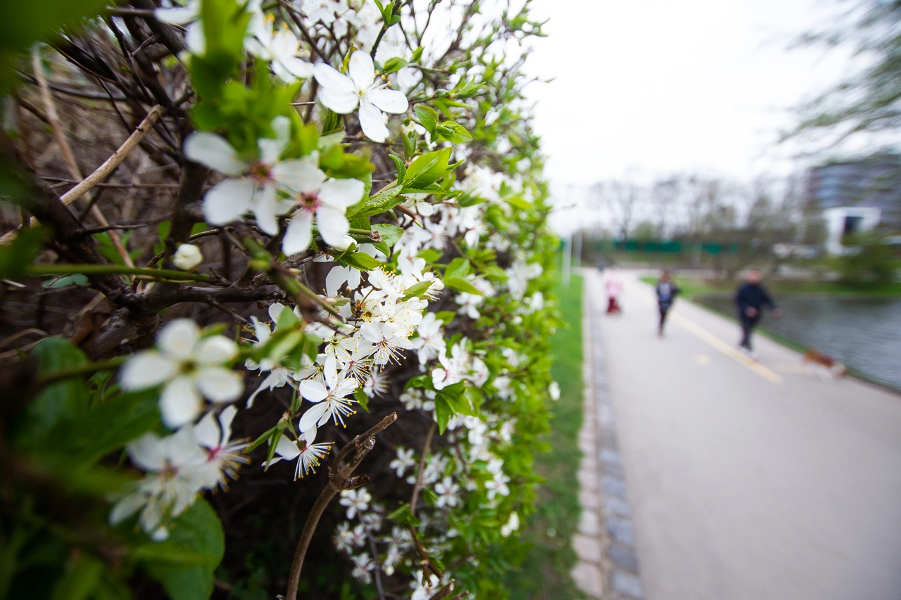 Александр Подгорчук