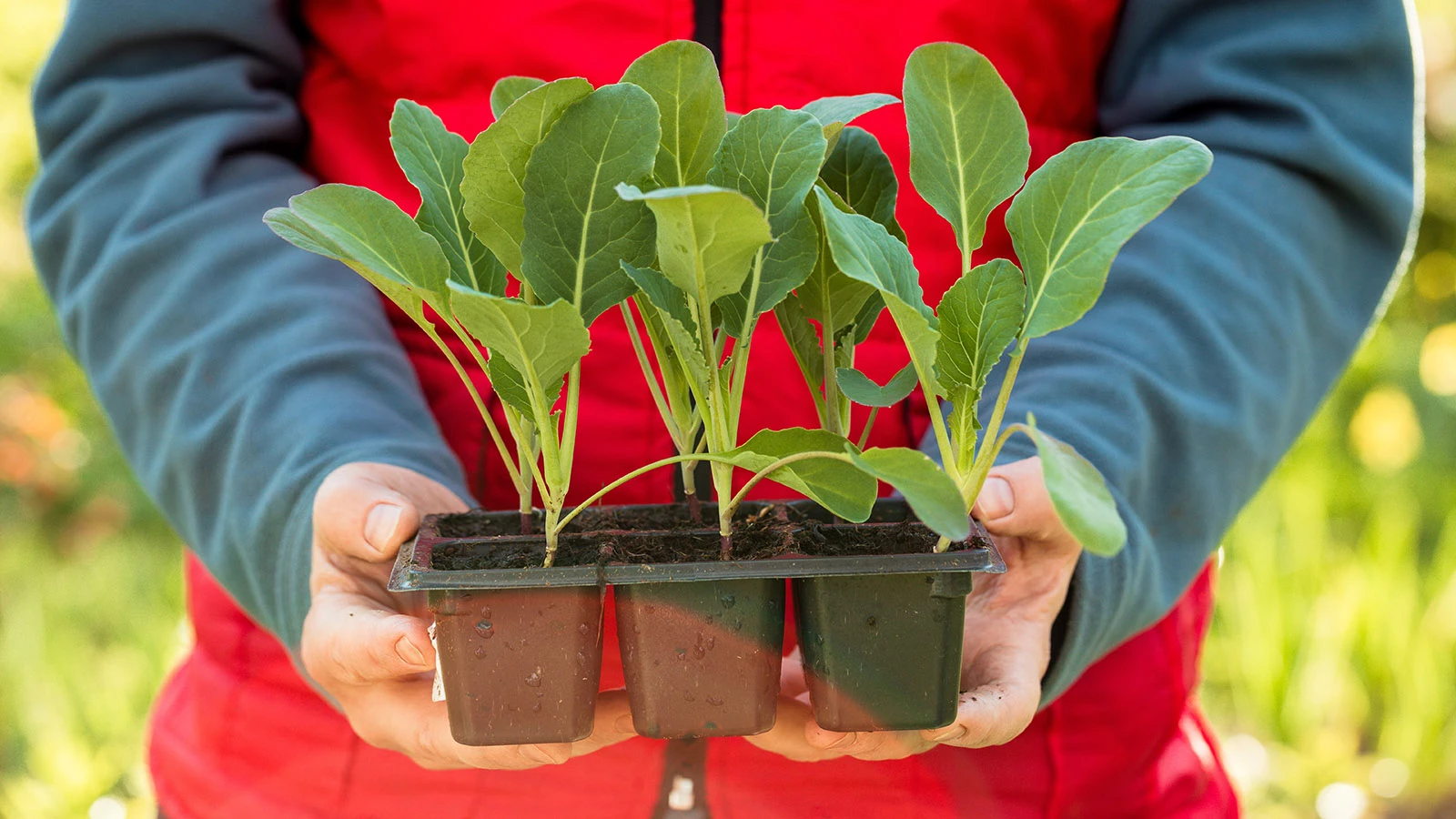 Лунный посевной календарь на март-2026 для садоводов и огородников