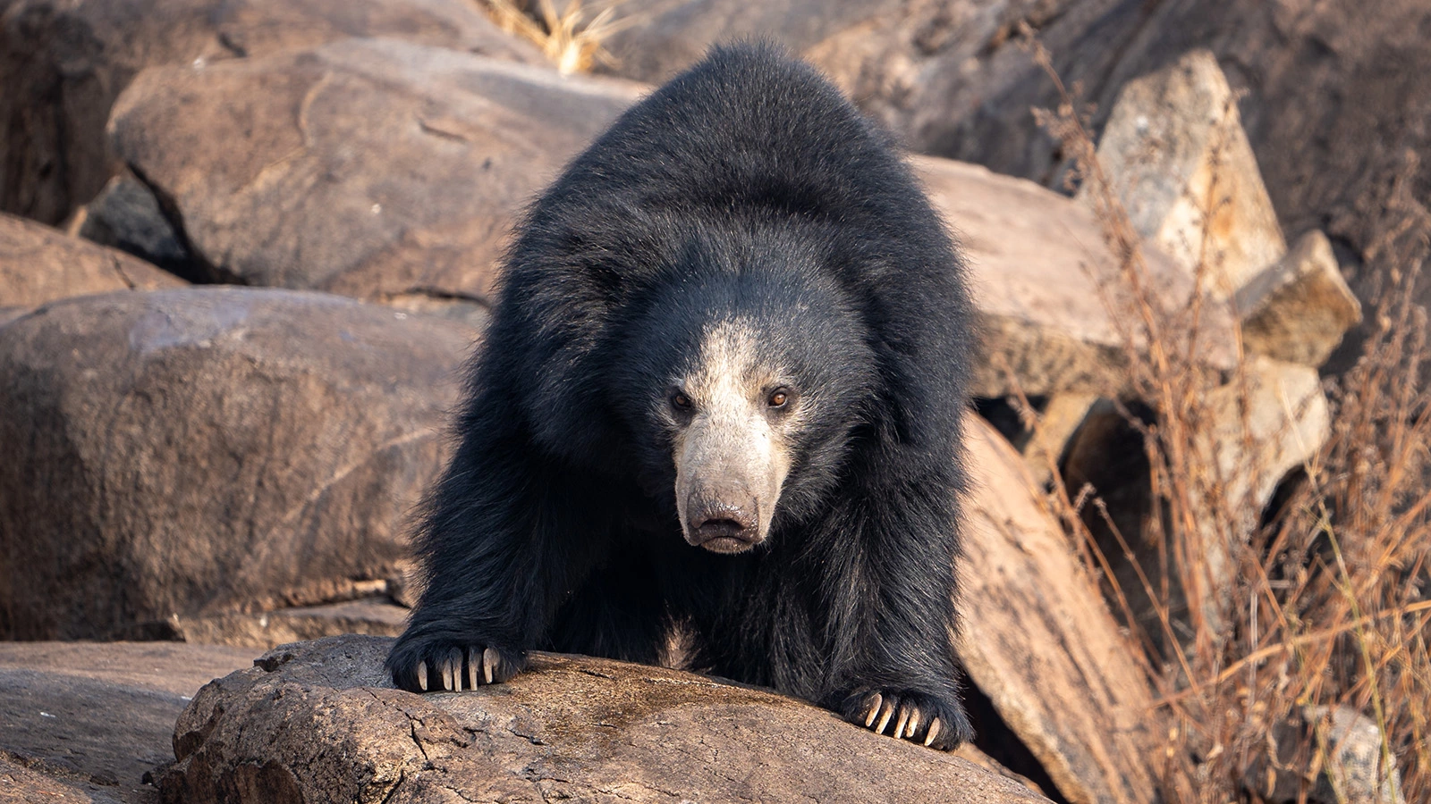 Медведь ворвался в школу и утащил ученика из класса