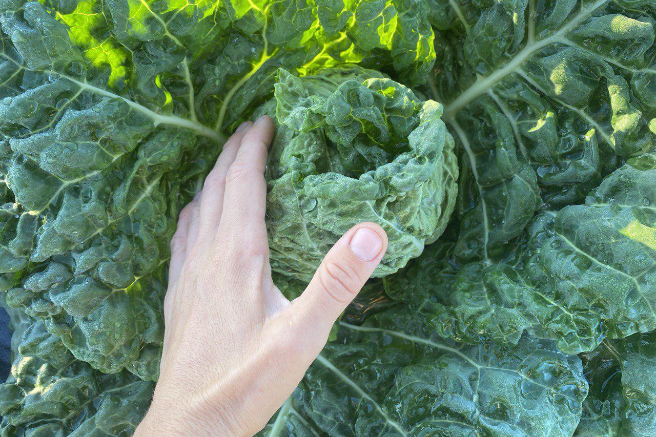Савойская капуста на ферме&nbsp;Superfoodfarm