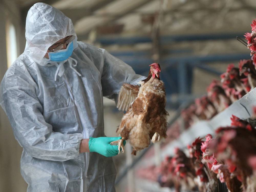 Почти полмиллиона кур уничтожат на Вологодчине из-за птичьего гриппа