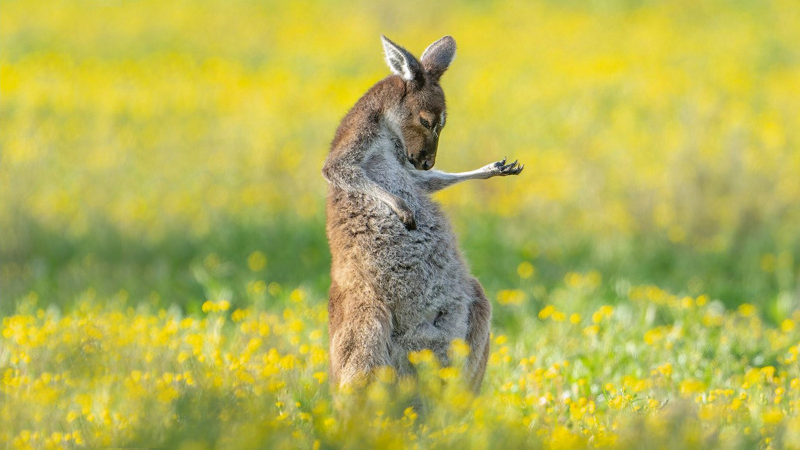 <p>На фото: серый кенгуру. &laquo;Я проезжал мимо стаи серых кенгуру и остановился, чтобы сделать несколько фотографий. Вдруг заметил, что один из них принял комичную позу, кажется, будто он играет гитаре&raquo;, &mdash; рассказал фотограф Джейсон-Мур. Перт, Австралия</p>