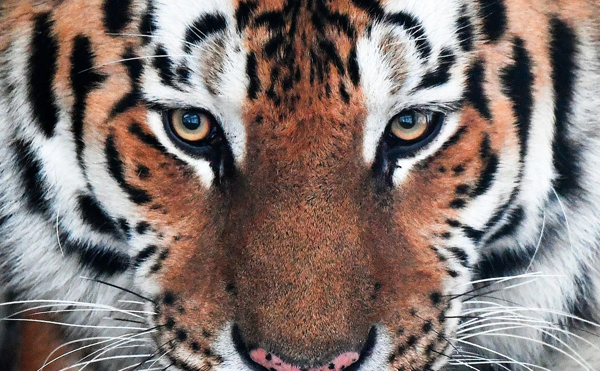 Илья Наймушин / РИА Новости