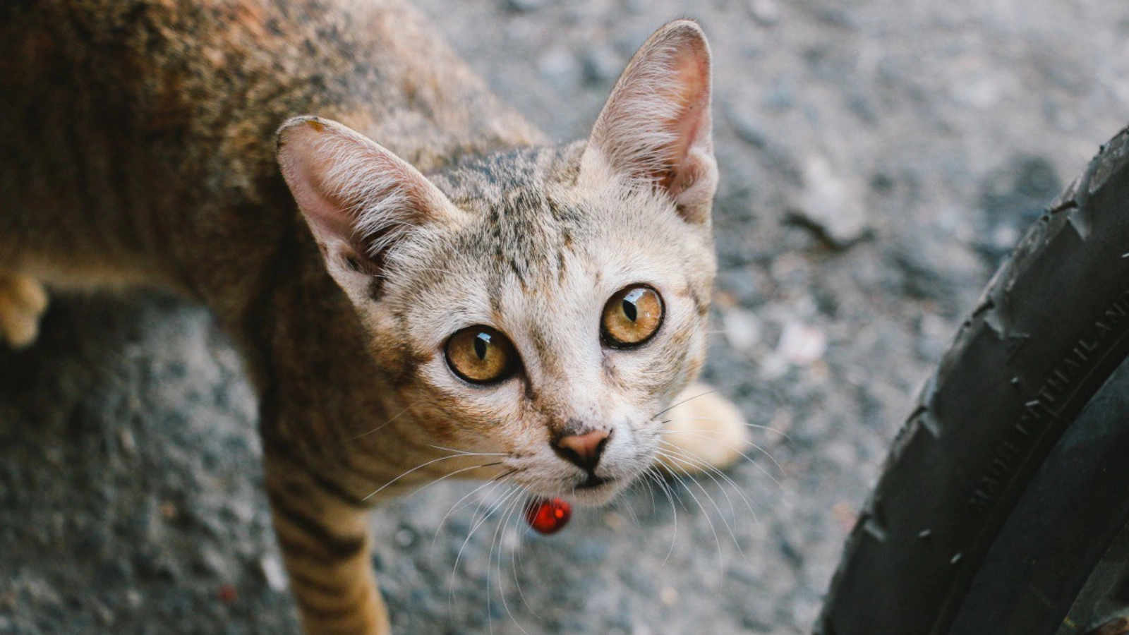 Taechawat Phonsupcharoen / Shutterstock / FOTODOM