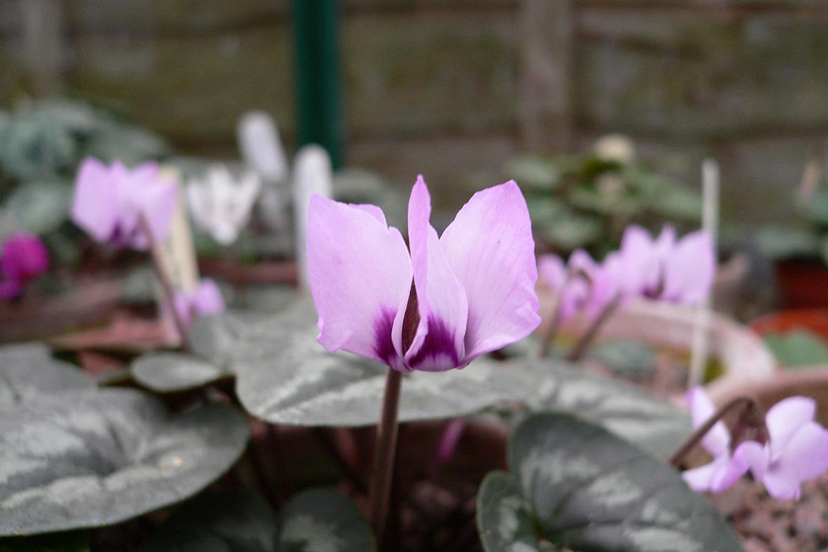 Цветки цикламена могут иметь окраску от белого до фиолетового