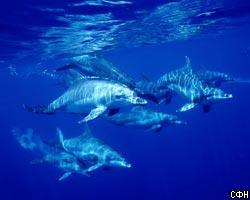 Дельфины спасли пловцов от акул