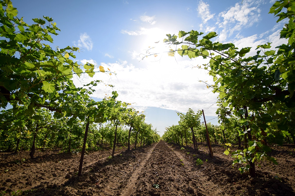 Особенности терруара и равнинный рельеф еще в советские времена сделали Тамань одним из крупнейших виноградников России