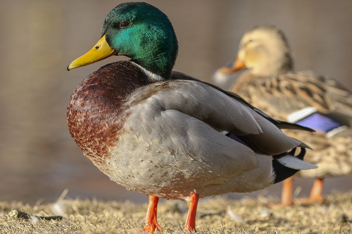Кряква — крупная водоплавающая птица, чуть меньше домашней утки