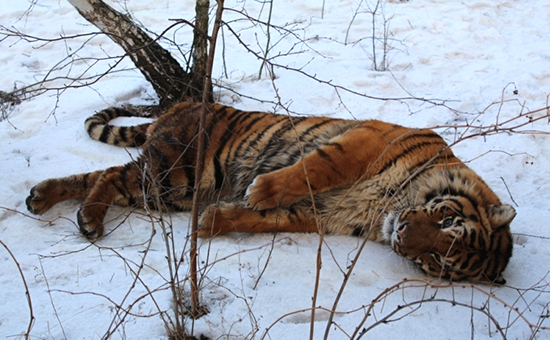 Тигр был обездвижен при помощи спецсредств опергруппой МЧС