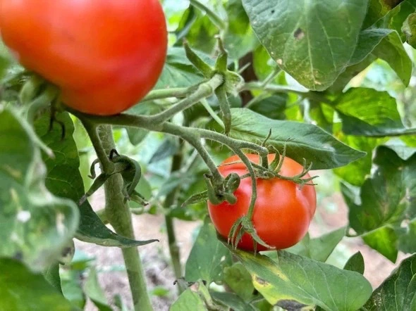 РБК Приморье