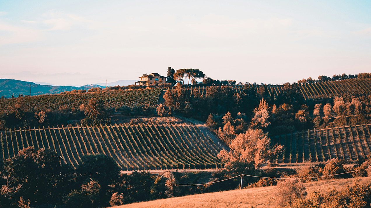 Британский туроператор назвал топ направлений для винного туризма