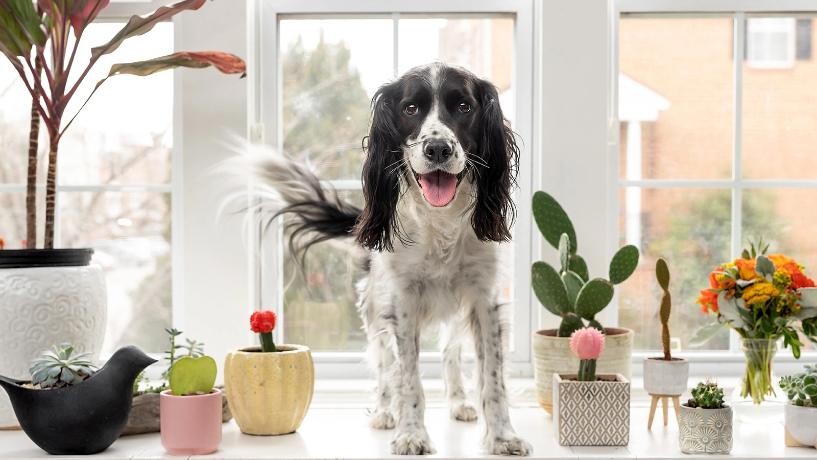 Движения хвоста могут выражать самые разные эмоции: от восторга и любопытства до тревоги и агрессии