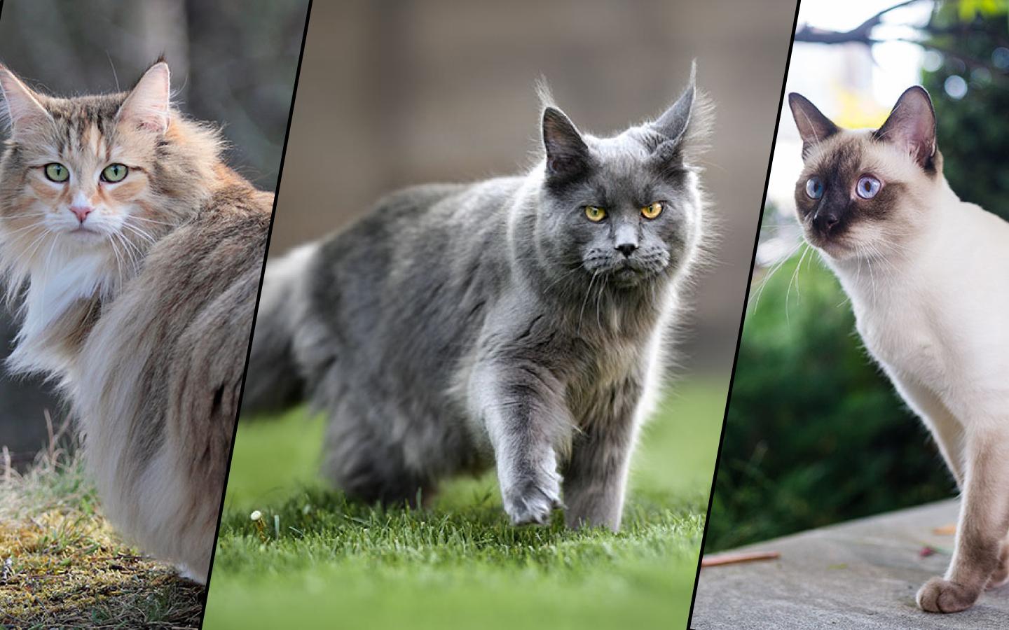 Названы 5 пород кошек, которые ведут себя как собаки. Вы удивитесь