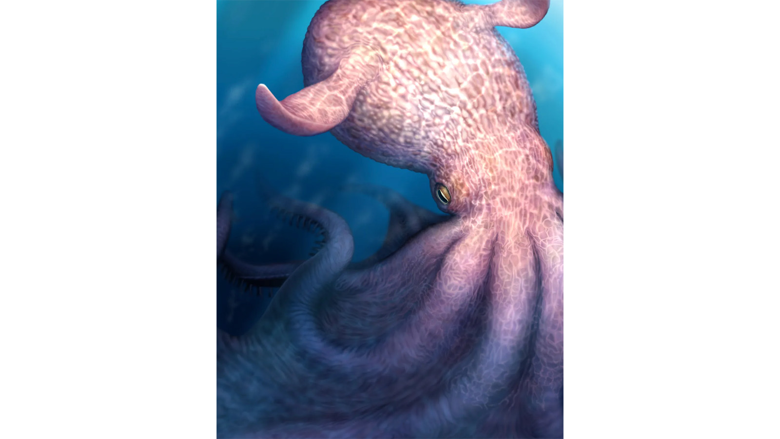 Осьминоги могли достигать гигантских размеров — до 19 м в длину