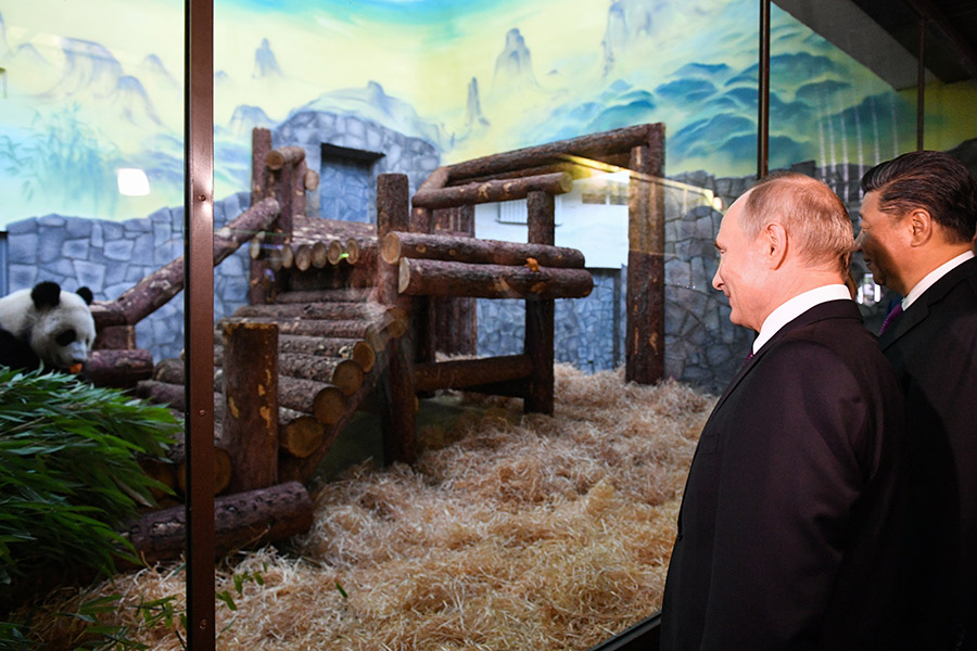 Специально для панд в Московском зоопарке был подготовлен павильон. Диндин 30 июля исполнится два года, а Жуи 31 июля исполнится три
