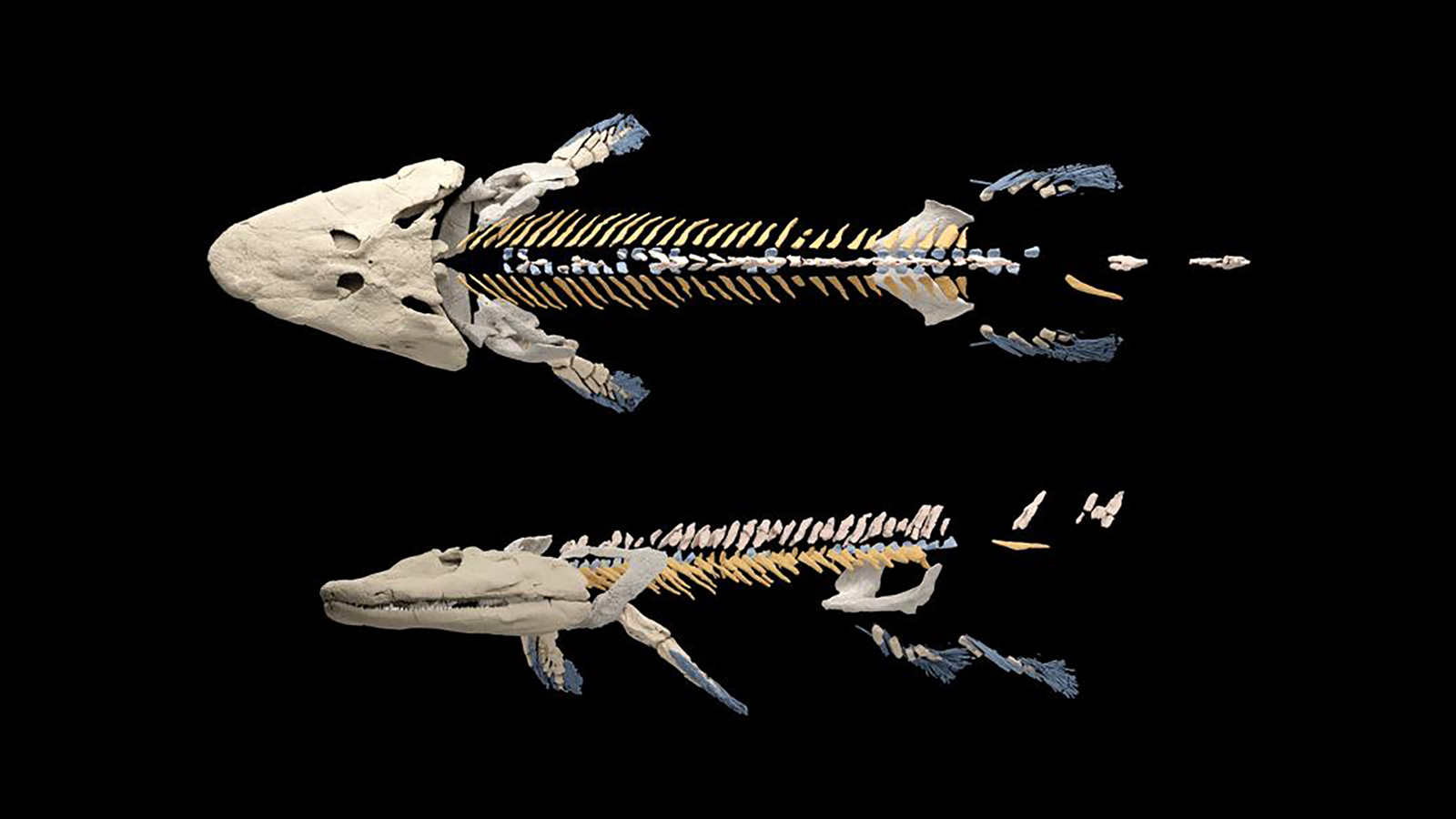<p>Новая реконструкция скелета ископаемой рыбы тиктаалик показала, что ребра рыбы, вероятно, прикреплены к тазу, что стало фактором возможной эволюции ходьбы</p>
