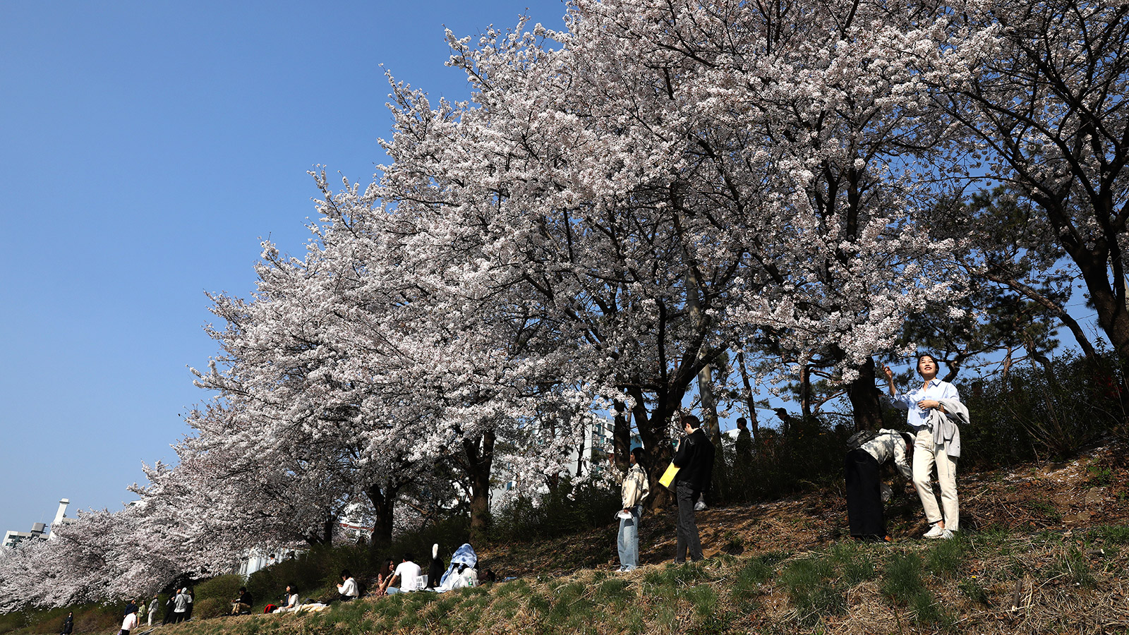 <p>В Южной Корее своя сакура: цветет&nbsp;с середины марта и до начала апреля</p>