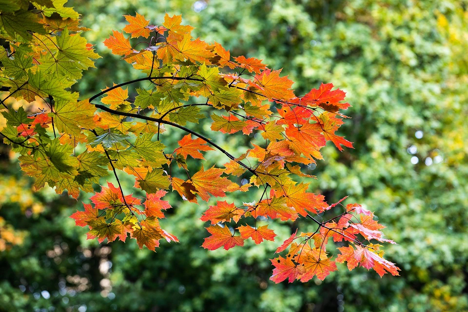 Александр Подгорчук