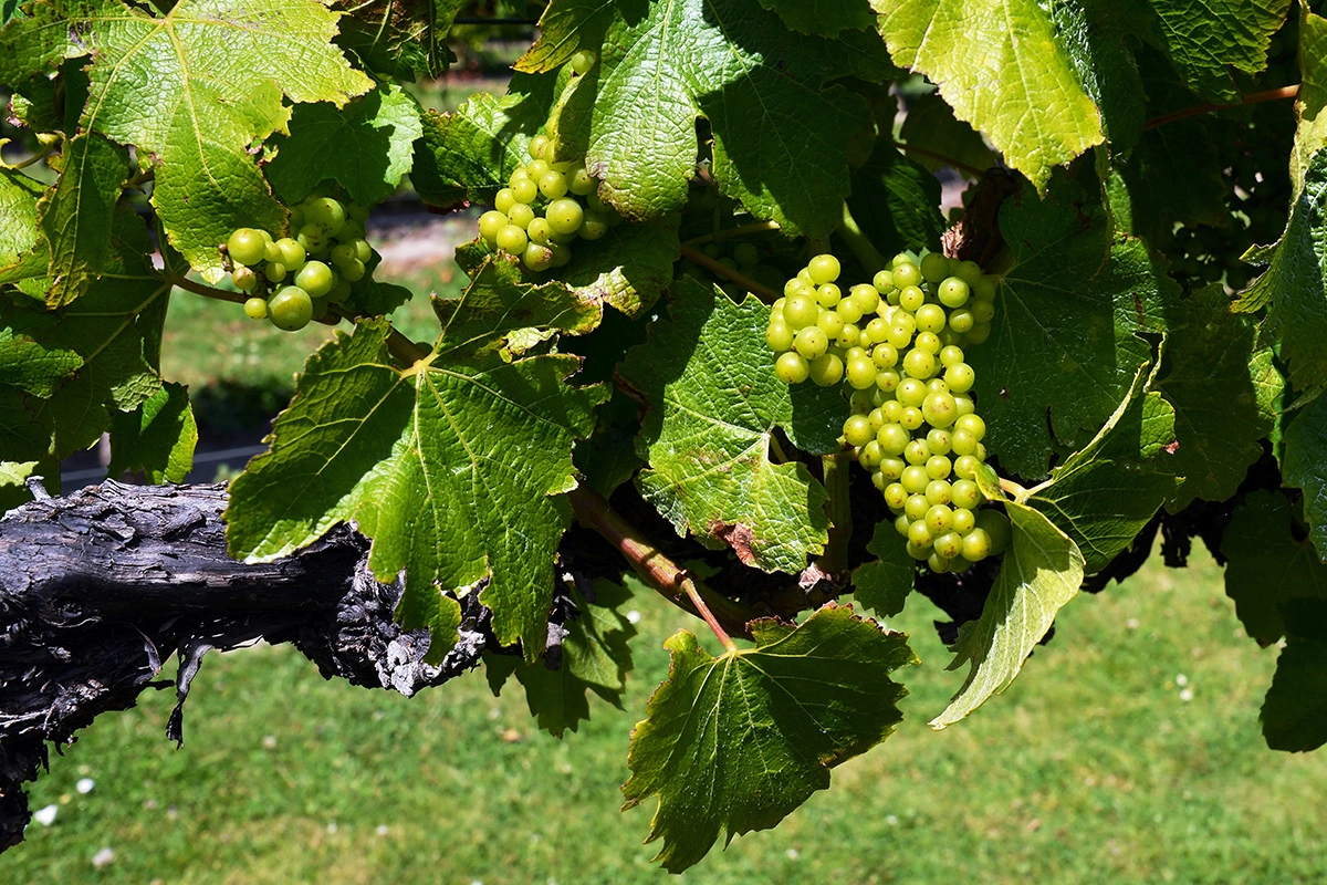 Виноград сорта Шардоне