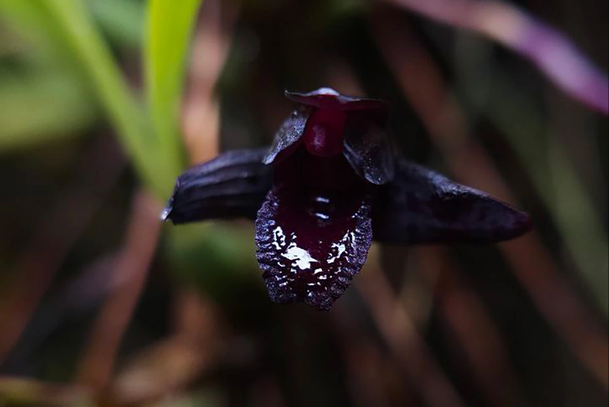 «Орхидея-паук» — максиллярия шункеана (Maxillaria schunkeana)
