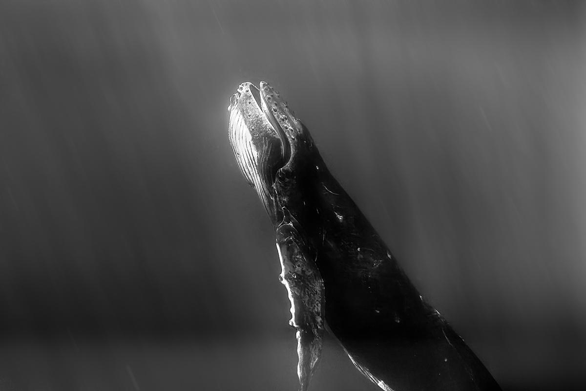 Мобильные фотографии конкурса Huawei XMAGE Awards