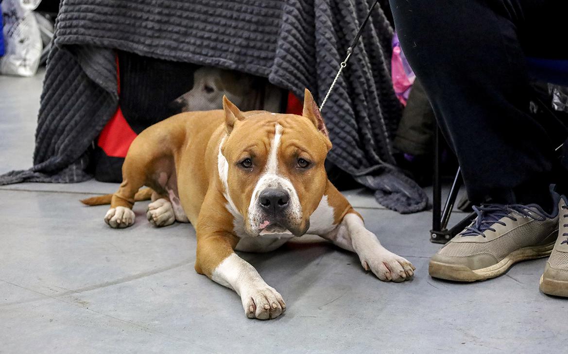 Приставы объяснили, когда можно изъять домашнее животное