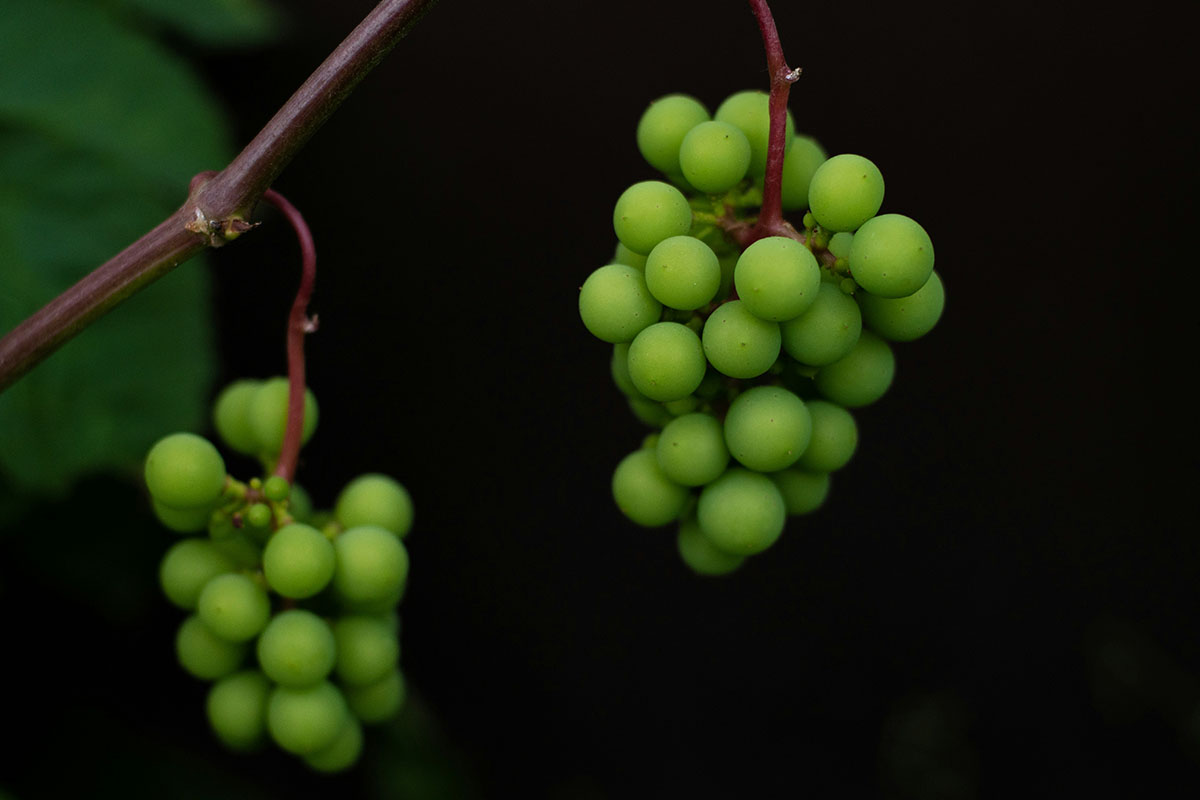 На этот раз — продолжение разговора о Краснодарском крае. Рречь пойдет о двух соседствующих, но очень разных субрегионах Кубани: курортной Анапе и прохладном, но очень перспективном Крымске. В их сравнении Саркисян находит несколько идей для винных инвесторов и винных туристов
