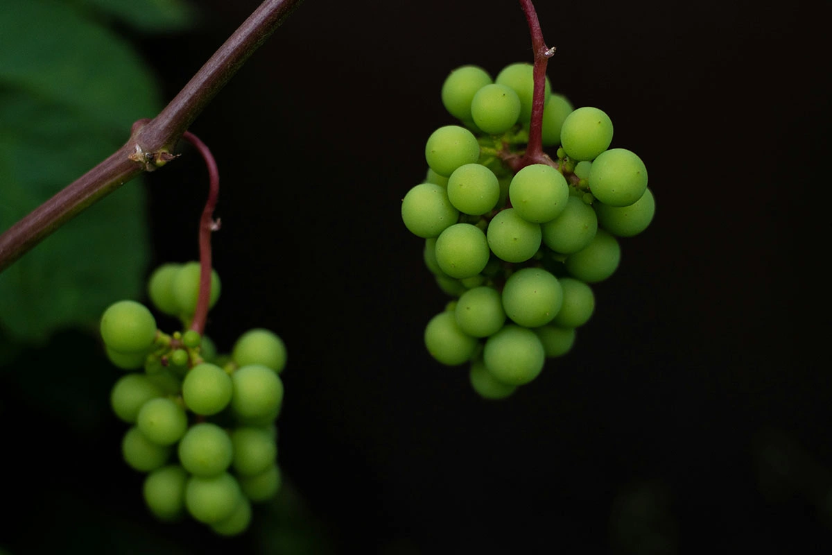 На этот раз — продолжение разговора о Краснодарском крае. Рречь пойдет о двух соседствующих, но очень разных субрегионах Кубани: курортной Анапе и прохладном, но очень перспективном Крымске. В их сравнении Саркисян находит несколько идей для винных инвесторов и винных туристов
