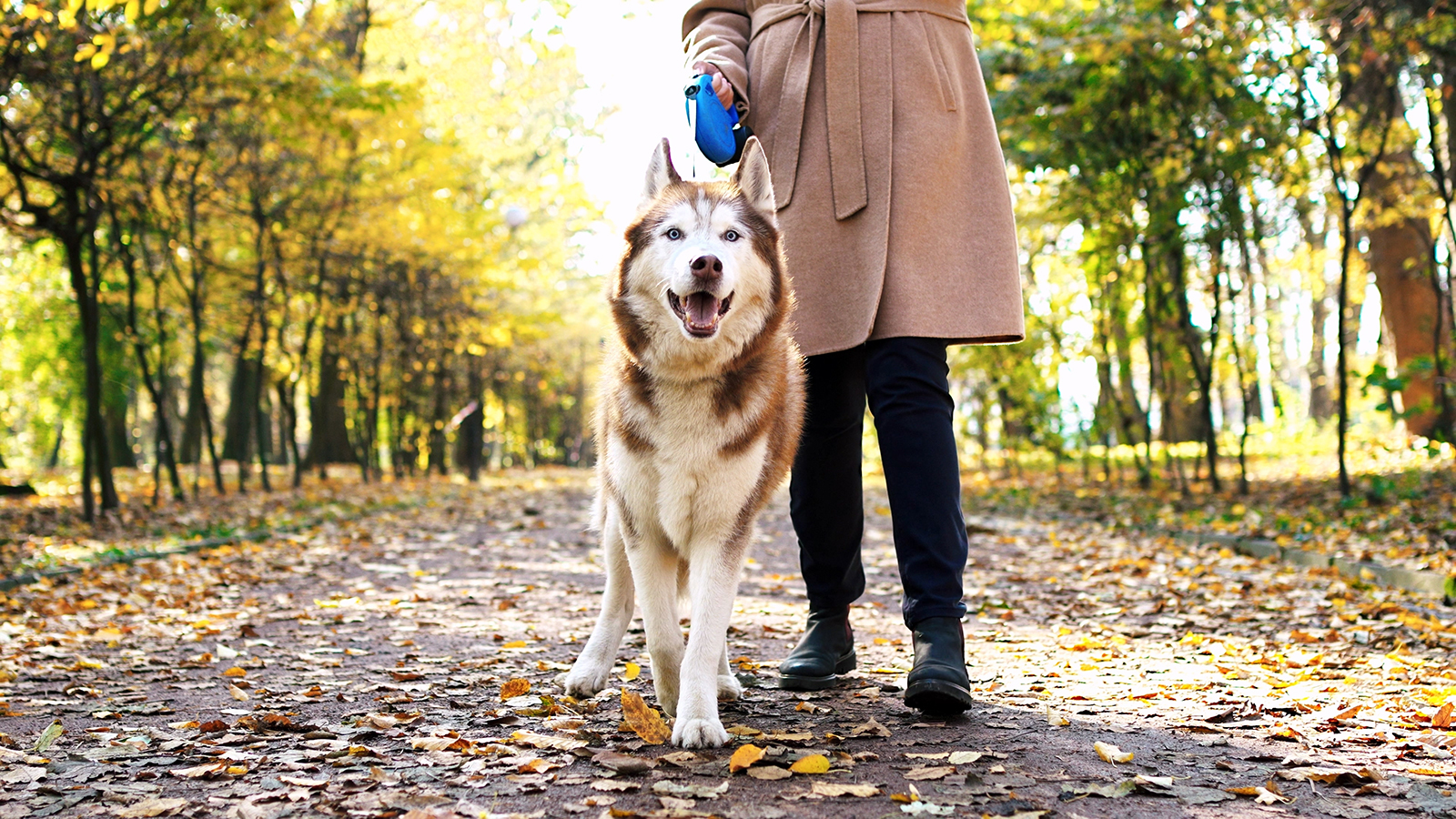 Теперь в Санкт-Петербурге выгул любой собаки разрешен только на поводке