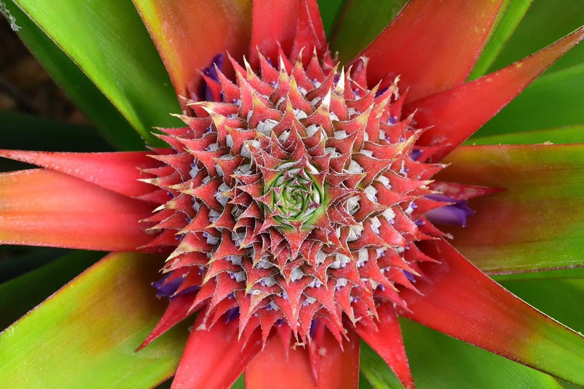 Цветение ананаса называют стадией «красного сердца» из-за красных листьев, растущих у основания