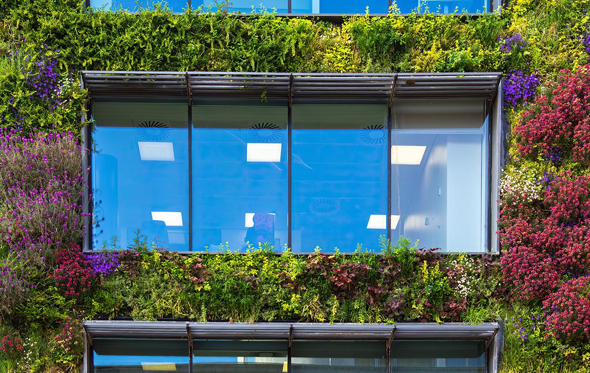 Вертикальное озеленение: что это такое, как сделать и подобрать растения