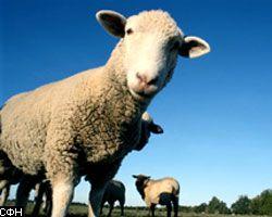 Серийный вандал отрезает у овец уши