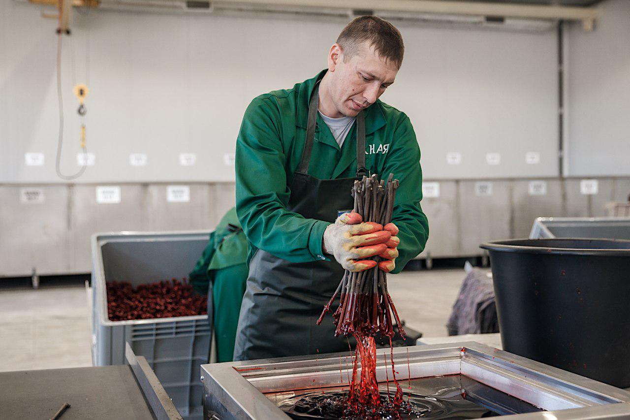 Своя лоза: на Кубани открыли крупнейший в России питомник винограда