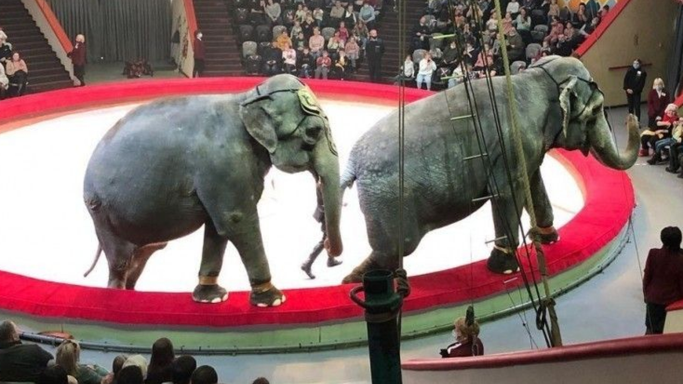 В казанском цирке подрались слоны