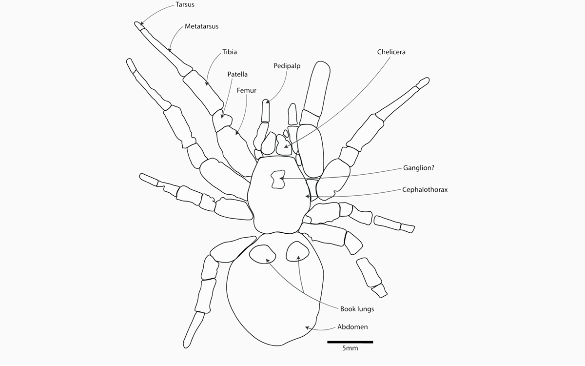 <p>Схема окаменелости найденного гигантского паука</p>