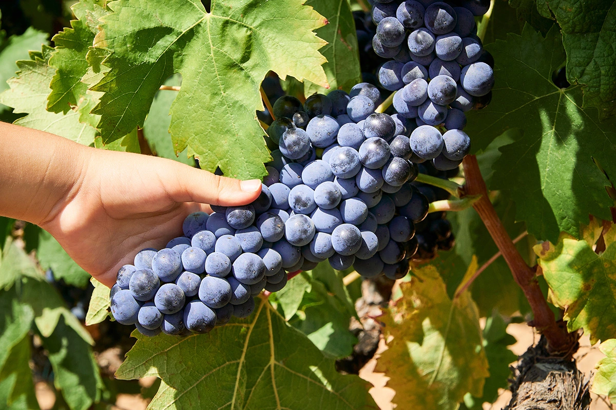 «Гарнача» — один из двух сортов, на которых возродился из небытия винодельческий Приорат