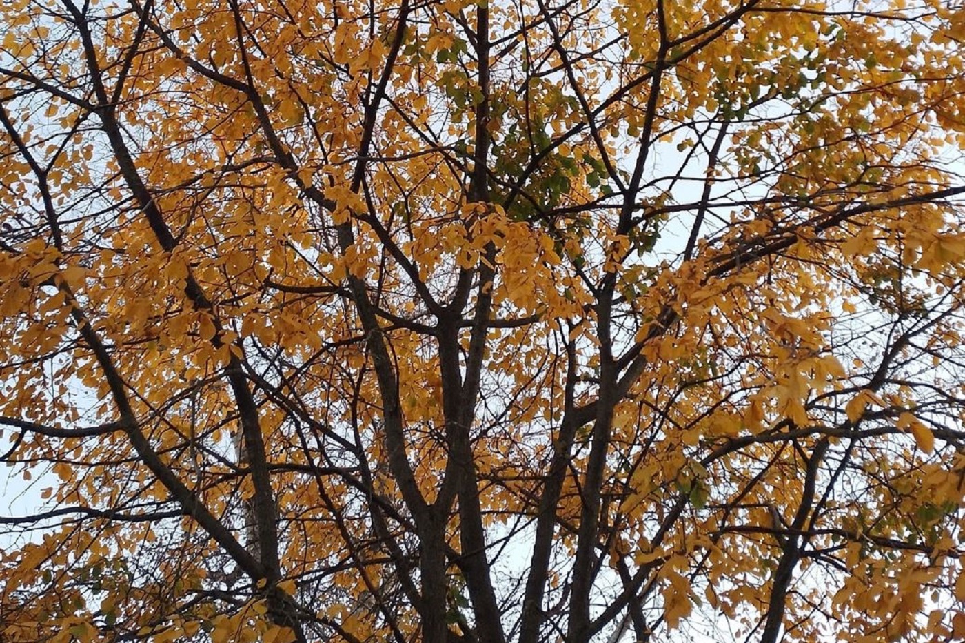 Фото: Вологодский ЦГМС