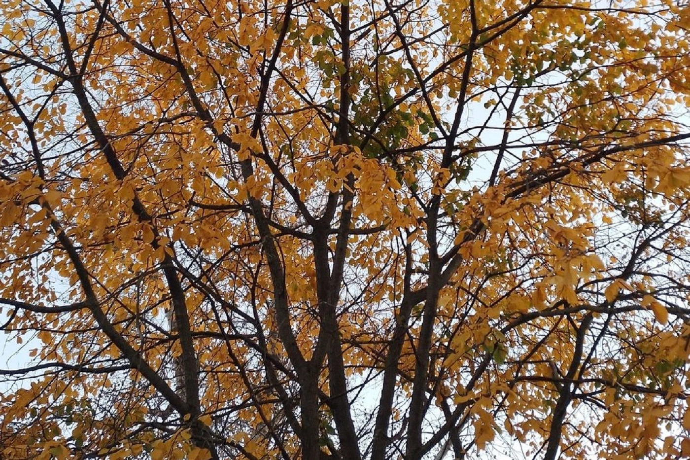 Вологодский ЦГМС